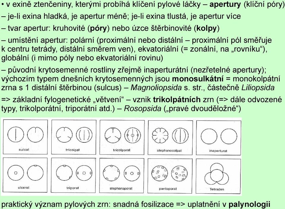 nebo ekvatoriální rovinu) původní krytosemenné rostliny zřejmě inaperturátní (nezřetelné apertury); výchozím typem dnešních krytosemenných jsou monosulkátní = monokolpátní zrna s 1 distální štěrbinou