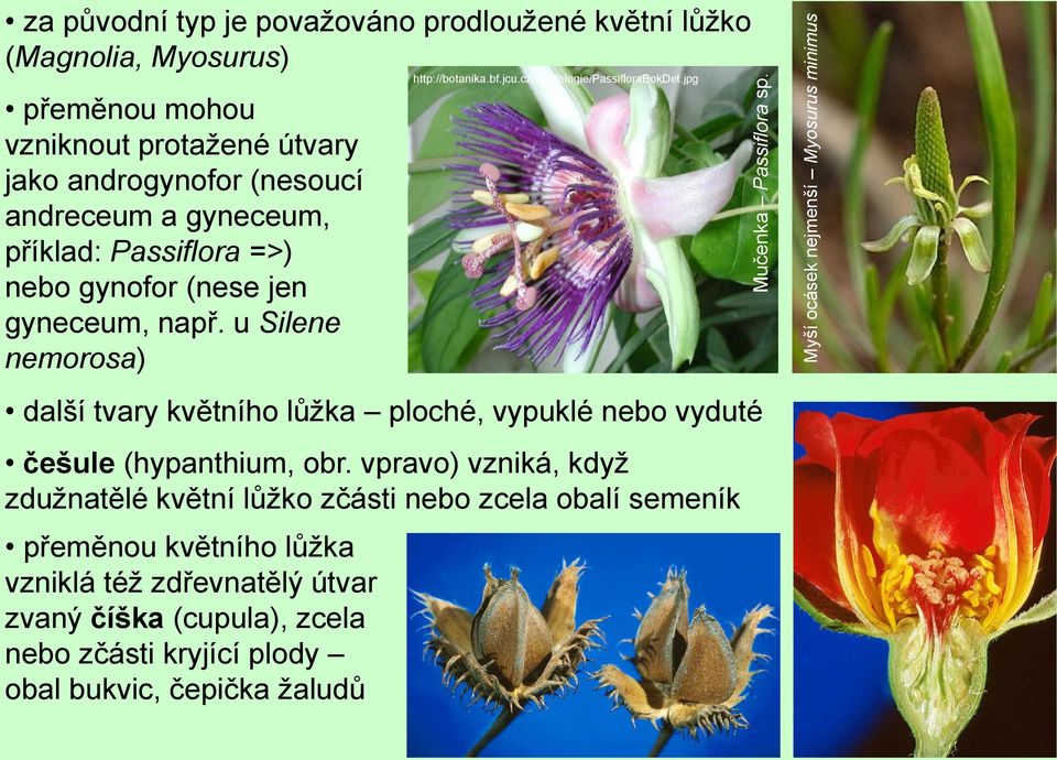 androgynofor (nesoucí andreceum a gyneceum, příklad: Passiflora =>) nebo gynofor (nese jen gyneceum, např.