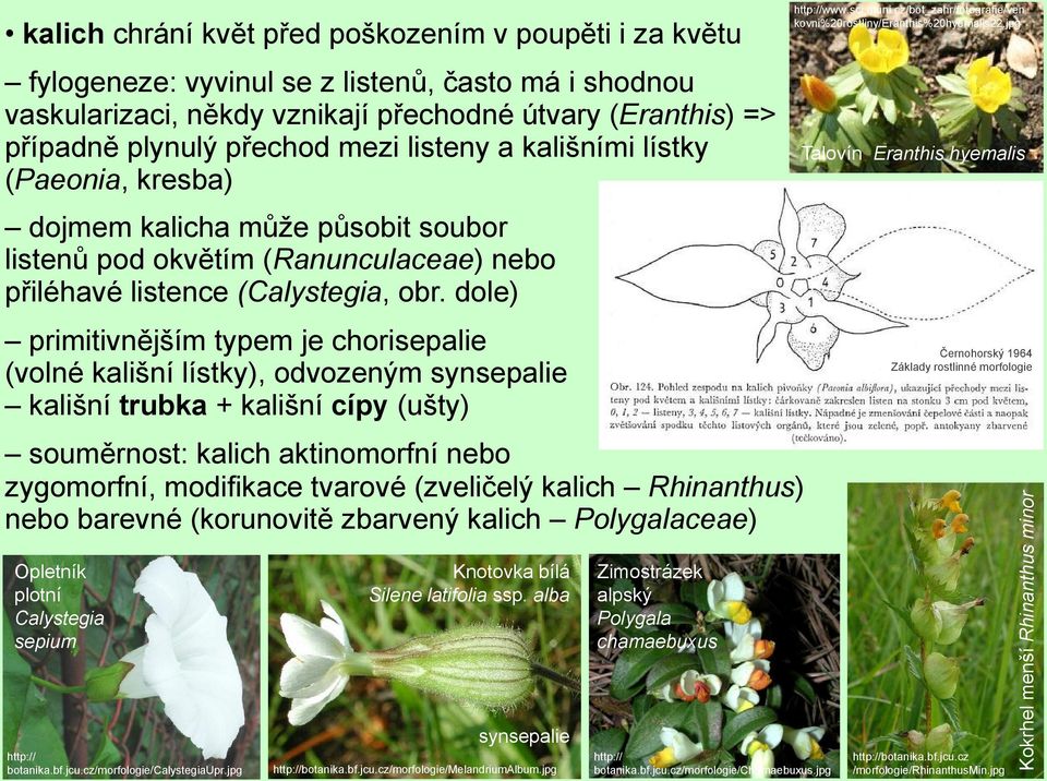 dole) primitivnějším typem je chorisepalie (volné kališní lístky), odvozeným synsepalie kališní trubka + kališní cípy (ušty) souměrnost: kalich aktinomorfní nebo zygomorfní, modifikace tvarové