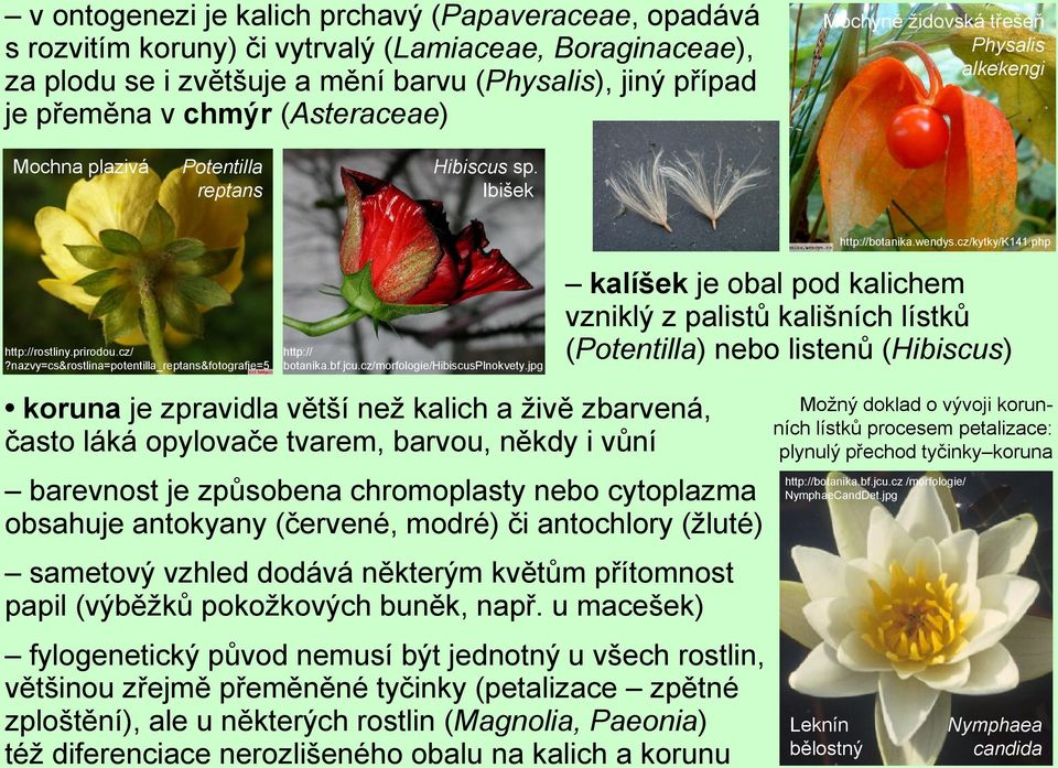 nazvy=cs&rostlina=potentilla_reptans&fotografie=5 http:// botanika.bf.jcu.cz/morfologie/hibiscusplnokvety.jpg http://botanika.wendys.cz/kytky/k141.