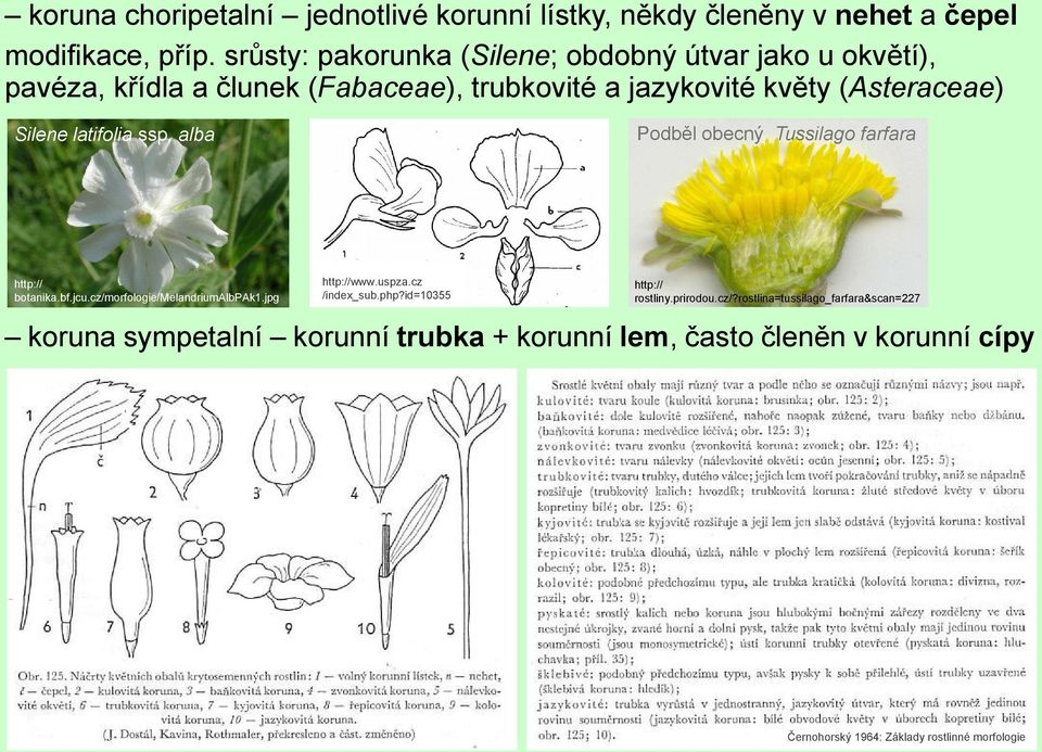 latifolia ssp. alba Podběl obecný Tussilago farfara http:// botanika.bf.jcu.cz/morfologie/melandriumalbpak1.jpg http://www.uspza.cz /index_sub.