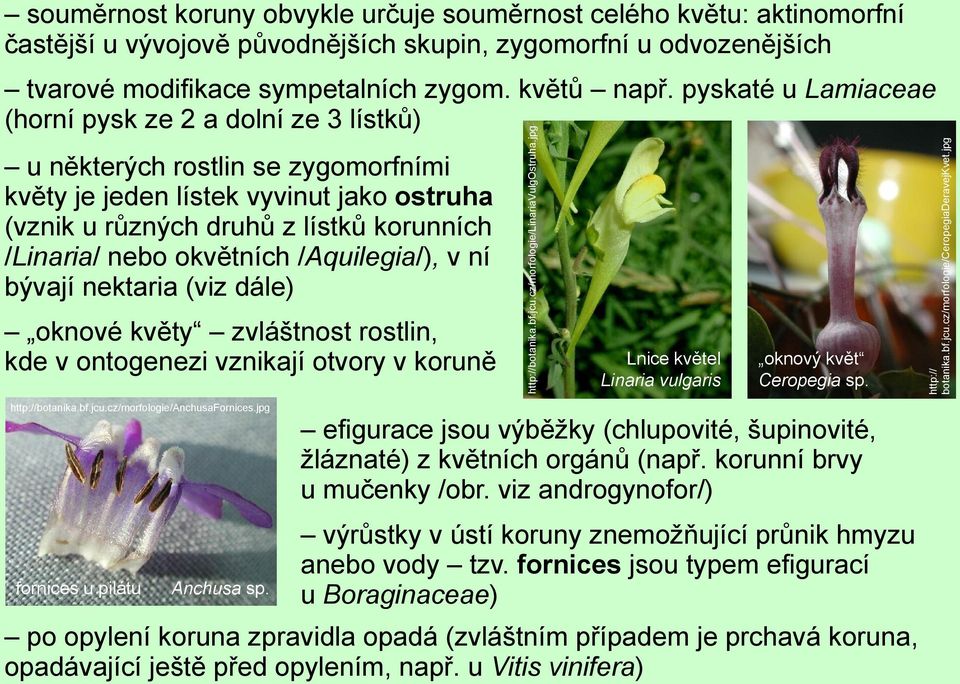 pyskaté u Lamiaceae (horní pysk ze 2 a dolní ze 3 lístků) u některých rostlin se zygomorfními květy je jeden lístek vyvinut jako ostruha (vznik u různých druhů z lístků korunních /Linaria/ nebo
