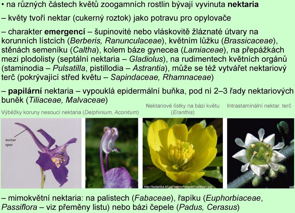 rudimentech květních orgánů (staminodia Pulsatilla, pistillodia Astrantia), může se též vytvářet nektariový terč (pokrývající střed květu Sapindaceae, Rhamnaceae) papilární nektaria vypouklá