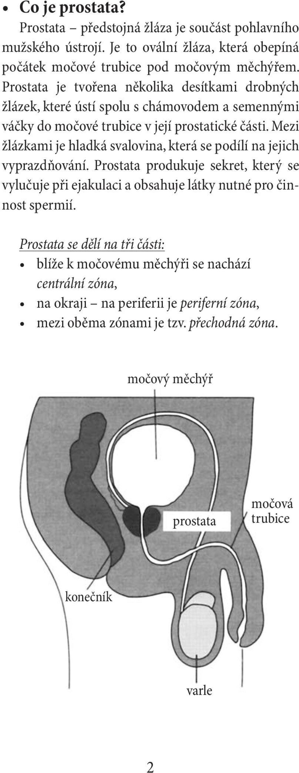 Mezi žlázkami je hladká svalovina, která se podílí na jejich vyprazdňování. Prostata produkuje sekret, který se vylučuje při ejakulaci a obsahuje látky nutné pro činnost spermií.