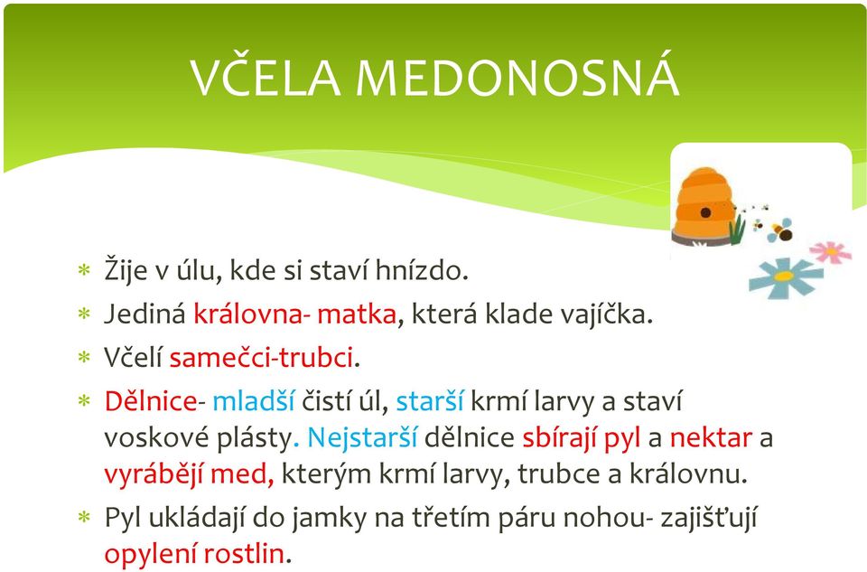 Dělnice- mladší čistí úl, starší krmí larvy a staví voskové plásty.