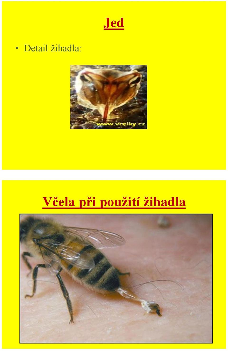 Včela při