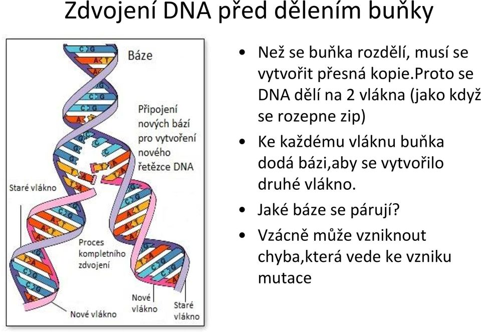 proto se DNA dělí na 2 vlákna (jako když se rozepne zip) Ke každému