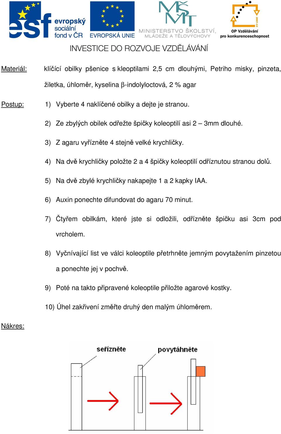 5) Na dvě zbylé krychličky nakapejte 1 a 2 kapky IAA. 6) Auxin ponechte difundovat do agaru 70 minut. 7) Čtyřem obilkám, které jste si odložili, odřízněte špičku asi 3cm pod vrcholem.