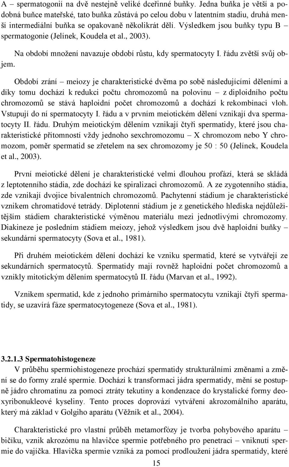 Výsledkem jsou buňky typu B spermatogonie (Jelínek, Koudela et al., 2003). Na období množení navazuje období růstu, kdy spermatocyty I. řádu zvětší svůj objem.