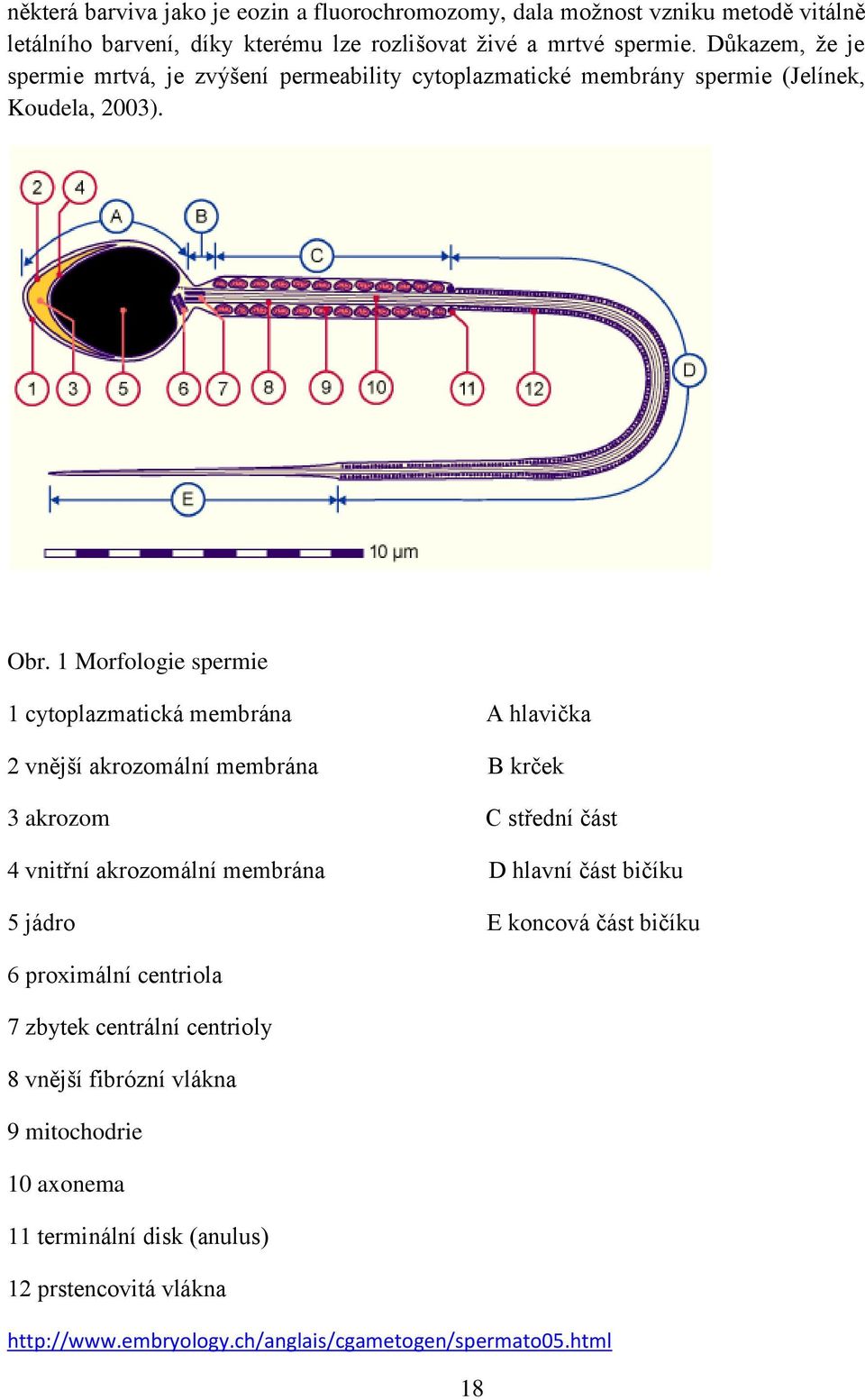 1 Morfologie spermie 1 cytoplazmatická membrána A hlavička 2 vnější akrozomální membrána B krček 3 akrozom C střední část 4 vnitřní akrozomální membrána D hlavní část
