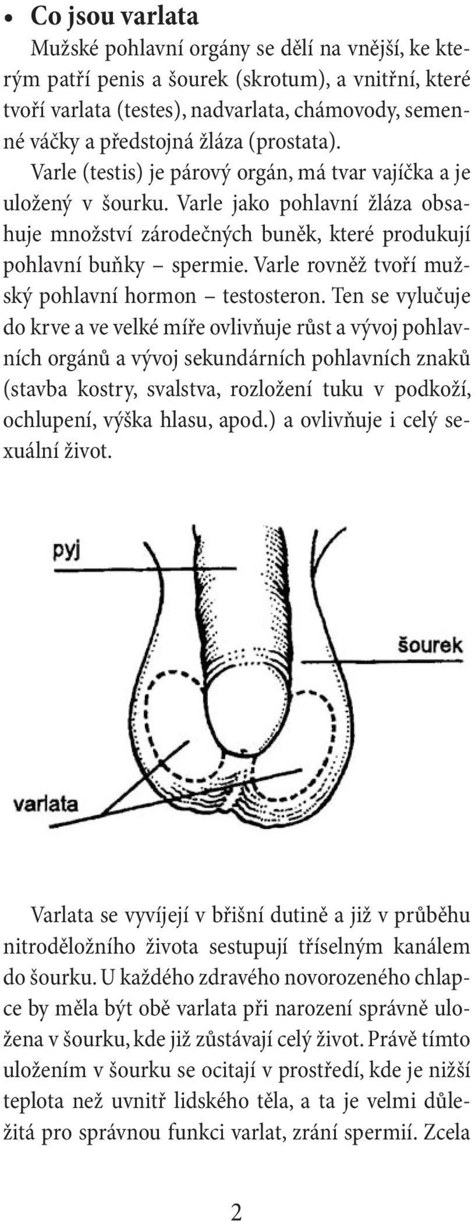 Varle rovněž tvoří mužský pohlavní hormon testosteron.