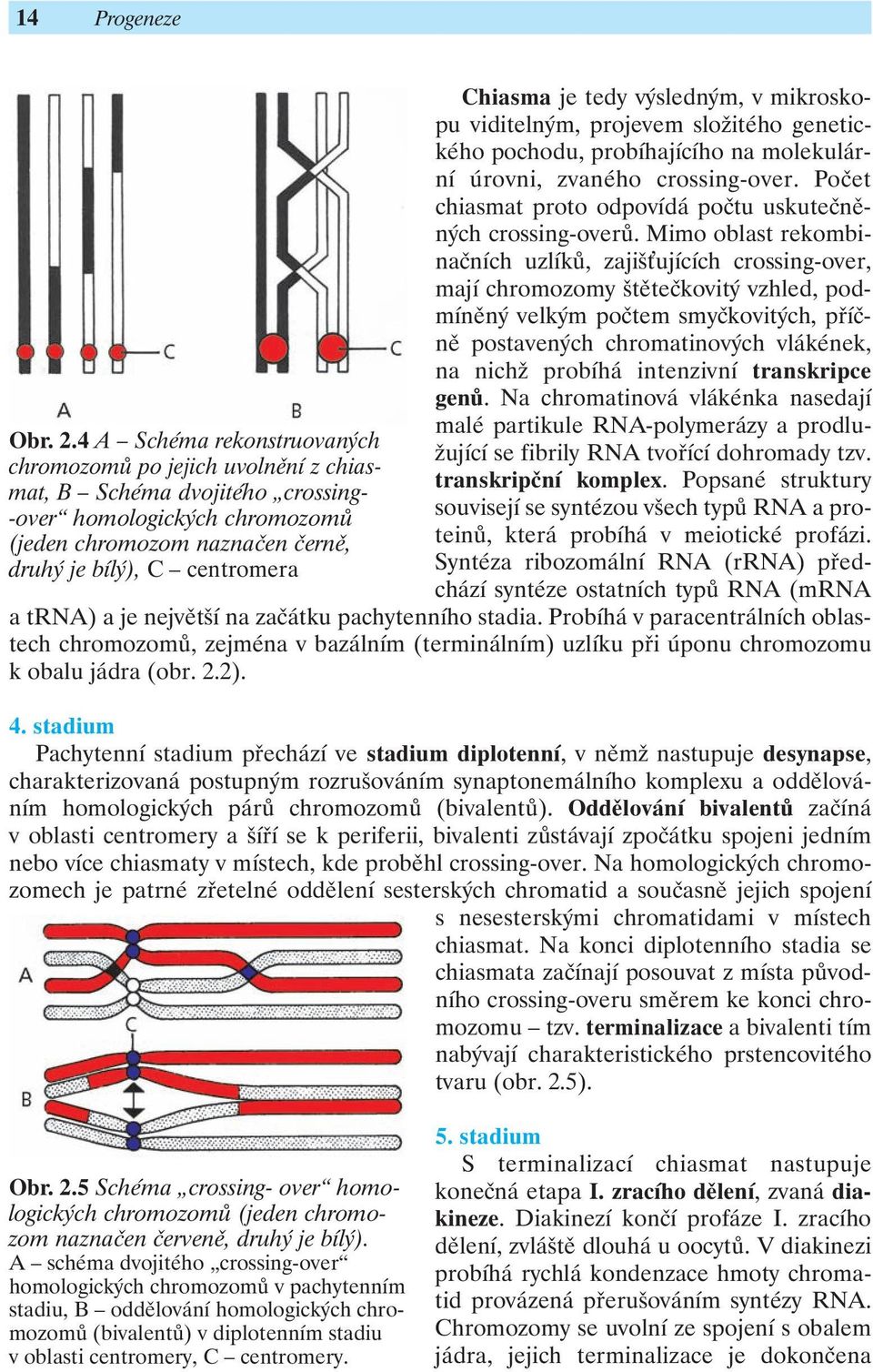 je tedy výsledným, v mikroskopu viditelným, projevem složitého genetického pochodu, probíhajícího na molekulární úrovni, zvaného crossing-over.