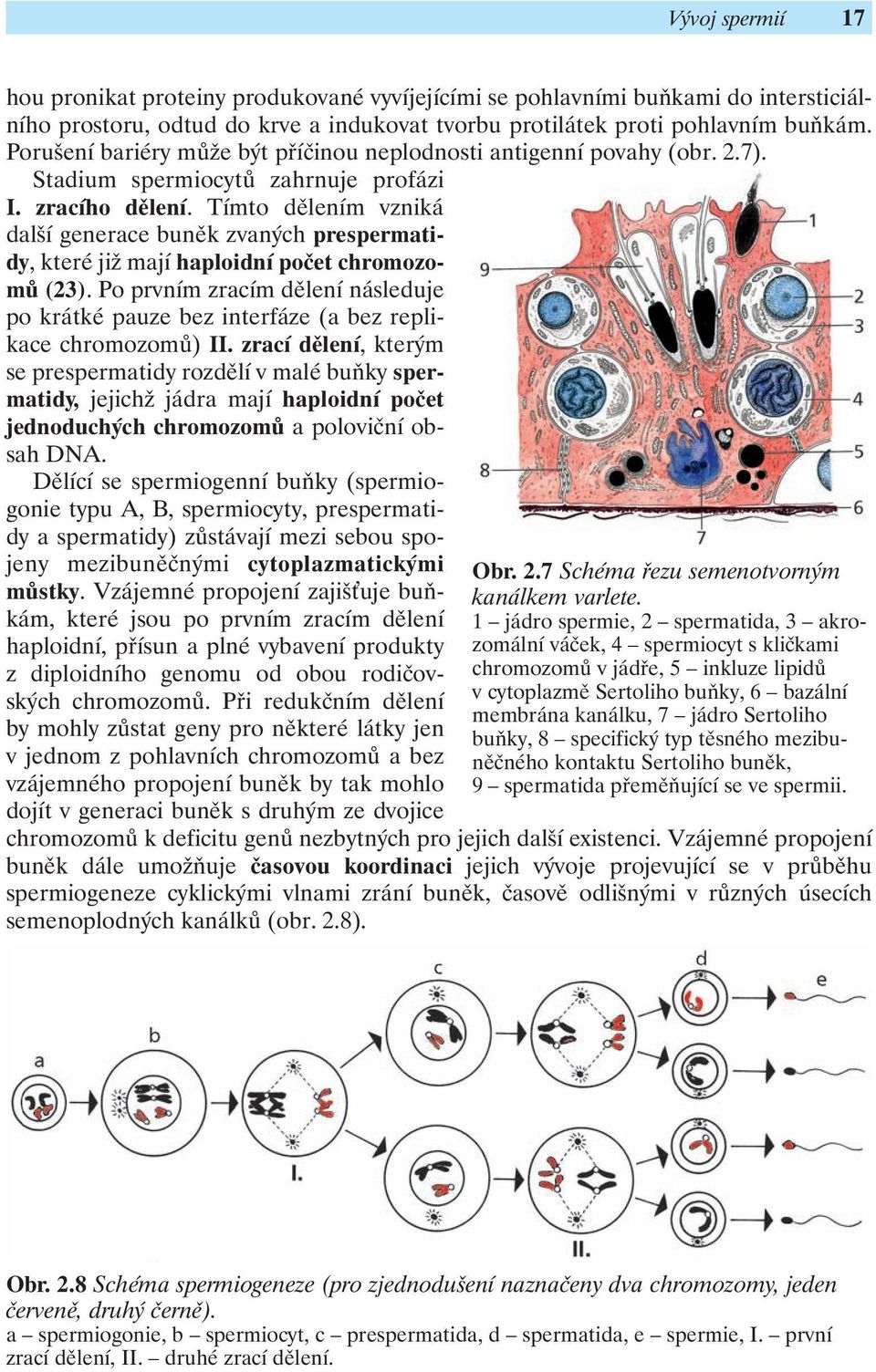 Tímto dělením vzniká další generace buněk zvaných prespermatidy, které již mají haploidní počet chromozomů (23).