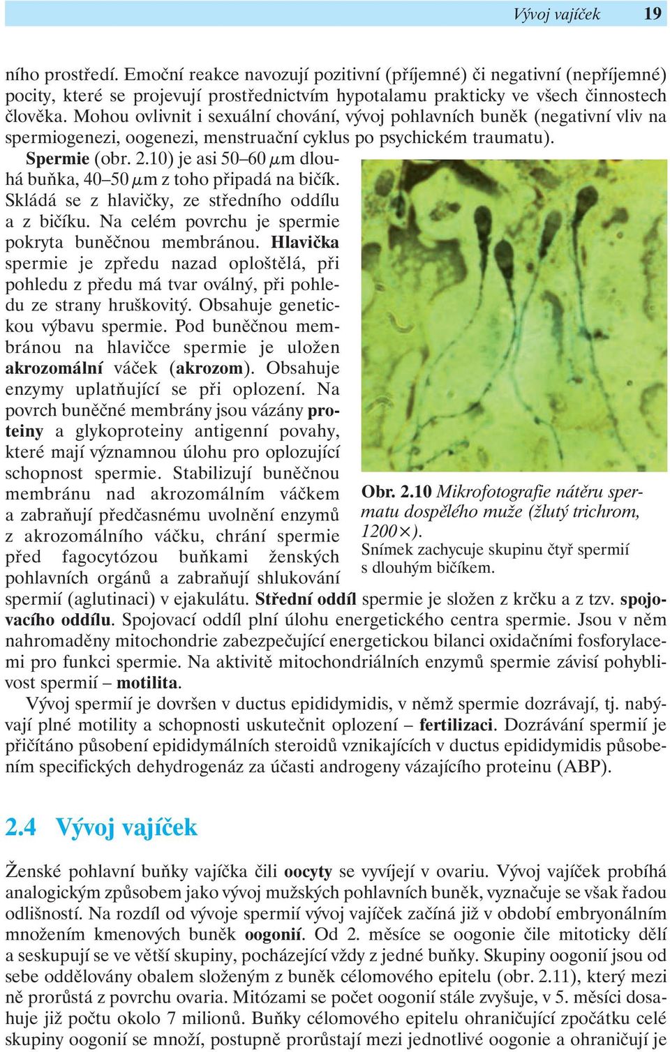 10) je asi 50 60 μm dlouhá buňka, 40 50 μm z toho připadá na bičík. Skládá se z hlavičky, ze středního oddílu a z bičíku. Na celém povrchu je spermie pokryta buněčnou membránou.