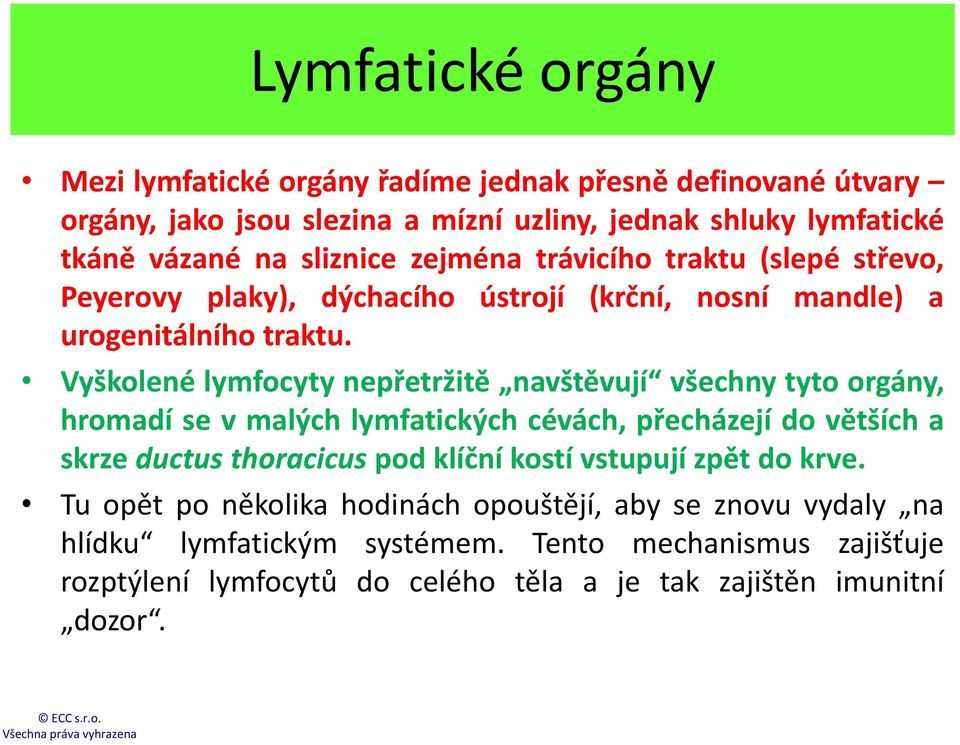 Vyškolené lymfocyty nepřetržitě navštěvují všechny tyto orgány, hromadí se v malých lymfatických cévách, přecházejí do větších a skrze ductus thoracicus pod klíční