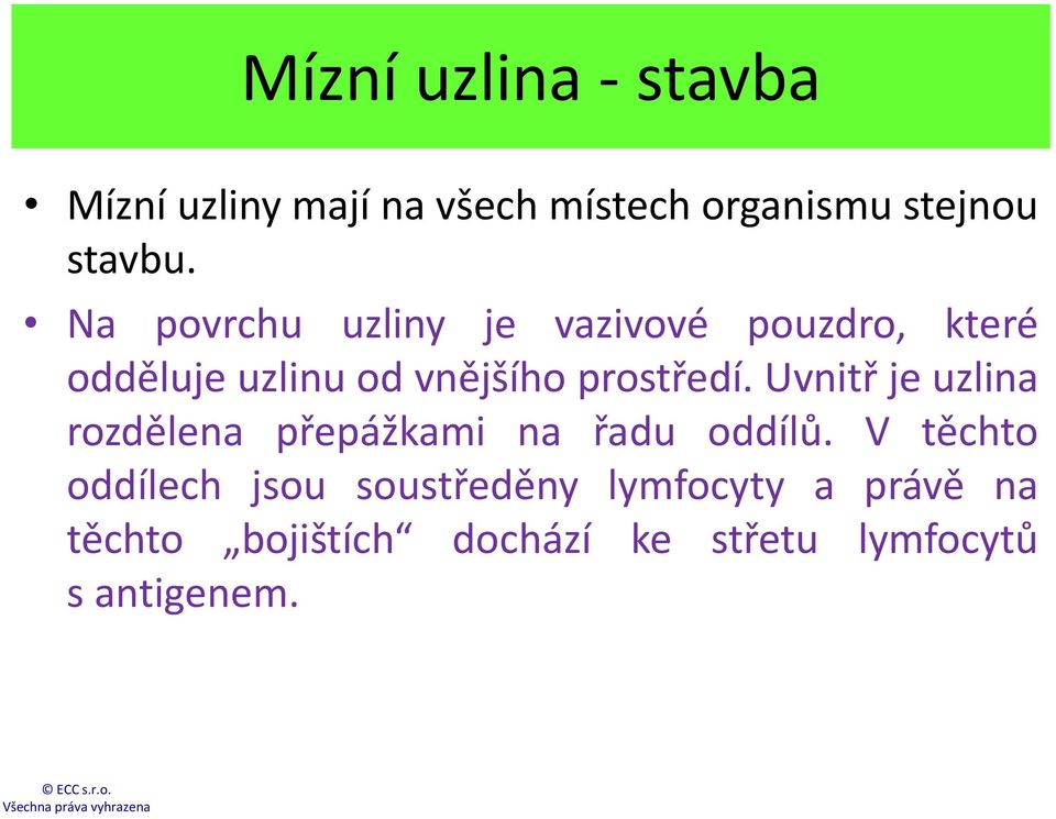 Uvnitř je uzlina rozdělena přepážkami na řadu oddílů.