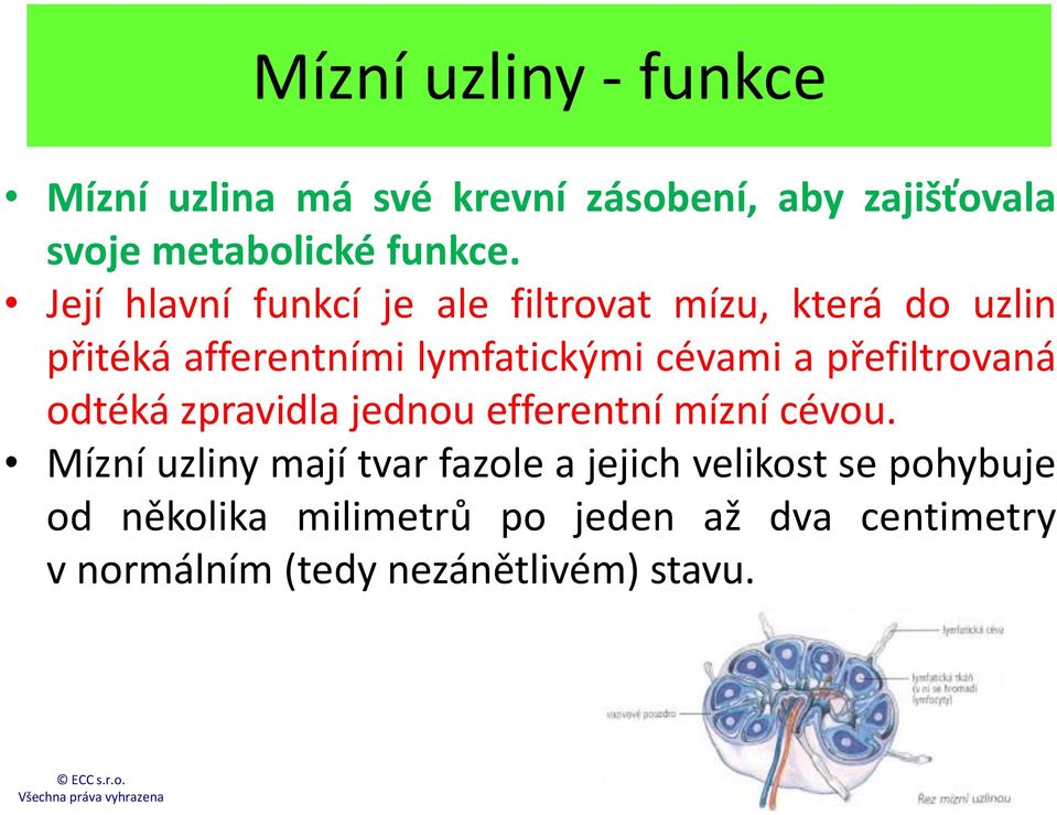 přefiltrovaná odtéká zpravidla jednou efferentní mízní cévou.