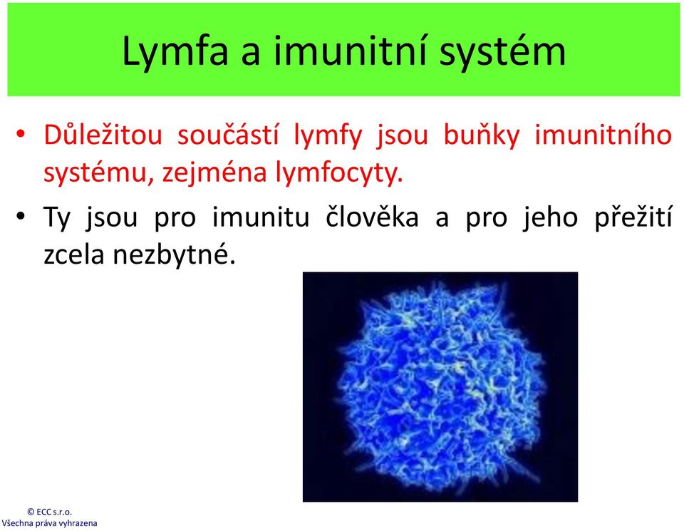 systému, zejména lymfocyty.