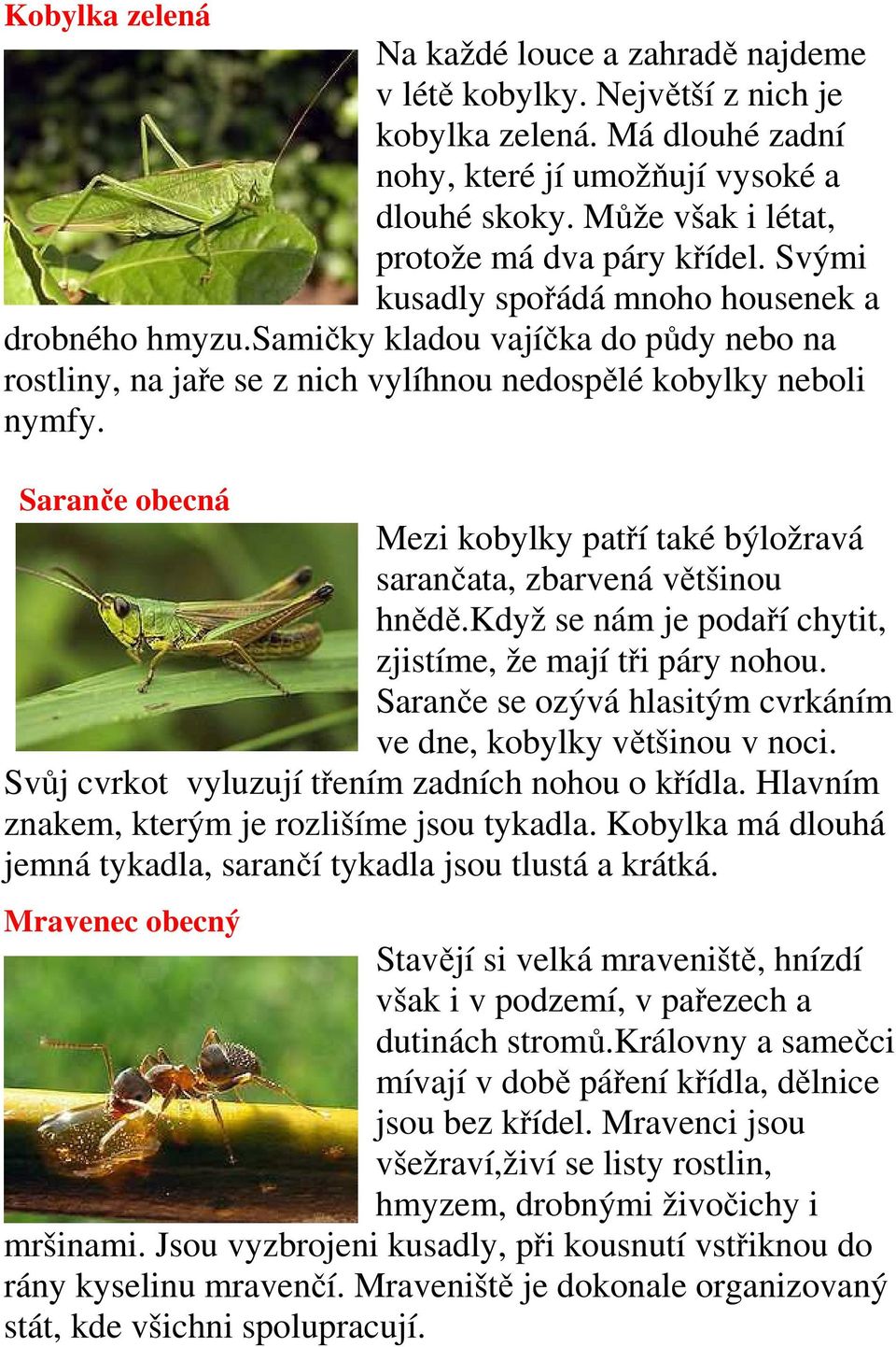 samičky kladou vajíčka do půdy nebo na rostliny, na jaře se z nich vylíhnou nedospělé kobylky neboli nymfy. Saranče obecná Mezi kobylky patří také býložravá sarančata, zbarvená většinou hnědě.