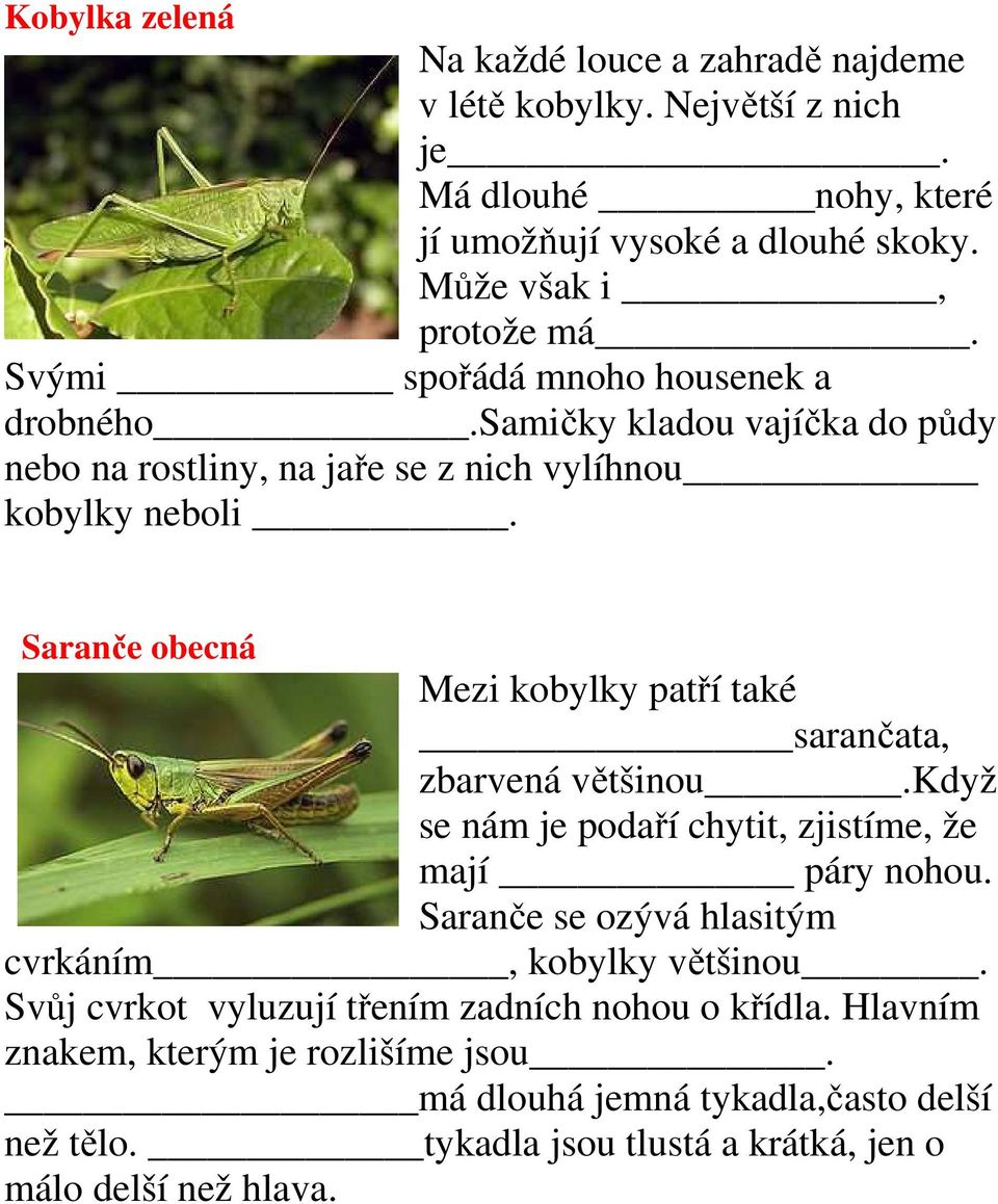 Saranče obecná Mezi kobylky patří také sarančata, zbarvená většinou.když se nám je podaří chytit, zjistíme, že mají páry nohou.