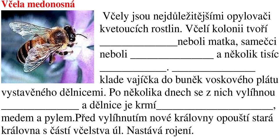 klade vajíčka do buněk voskového plátu vystavěného dělnicemi.
