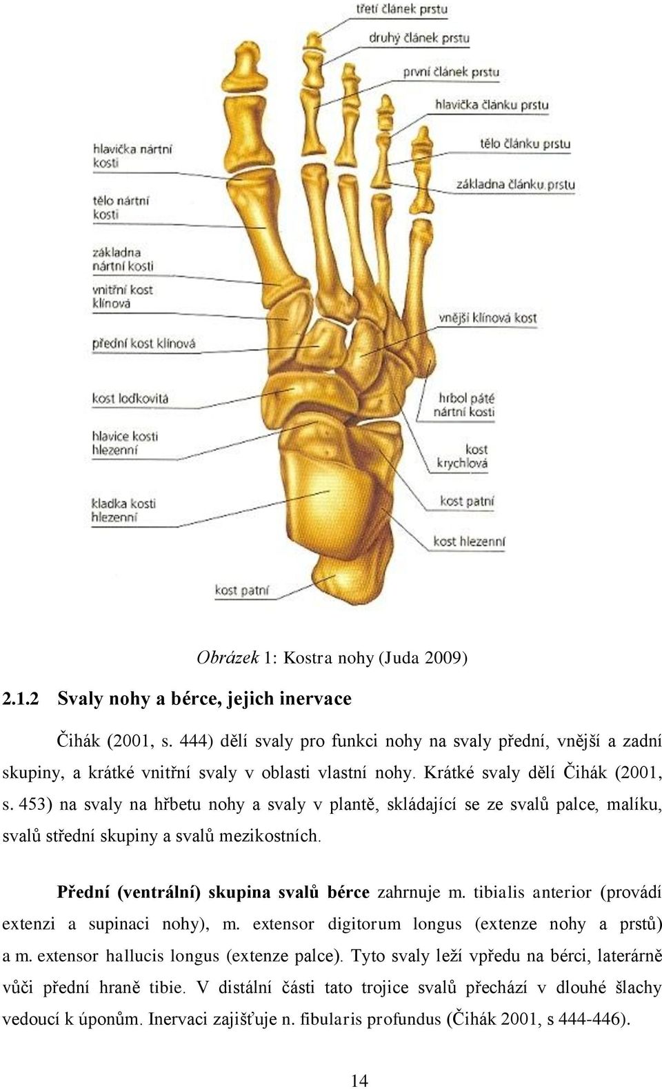 453) na svaly na hřbetu nohy a svaly v plantě, skládající se ze svalů palce, malíku, svalů střední skupiny a svalů mezikostních. Přední (ventrální) skupina svalů bérce zahrnuje m.