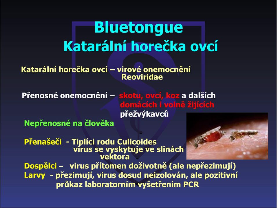 rodu Culicoides virus se vyskytuje ve slinách biologického vektora Dospělci virus přítomen doživotně