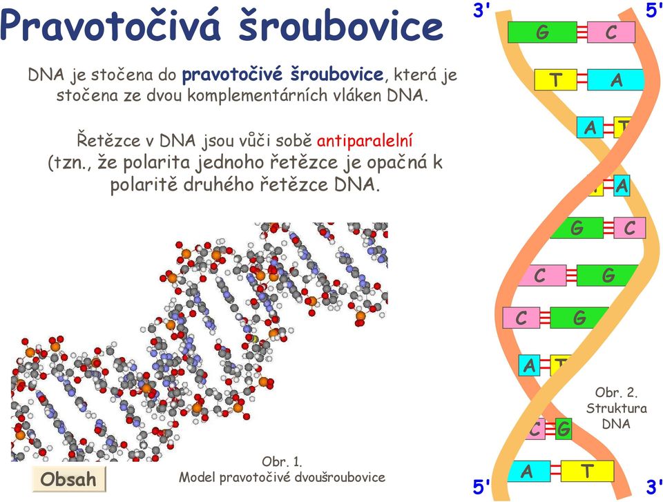 T A Řetězce v DA jsou vůči sobě antiparalelní (tzn.