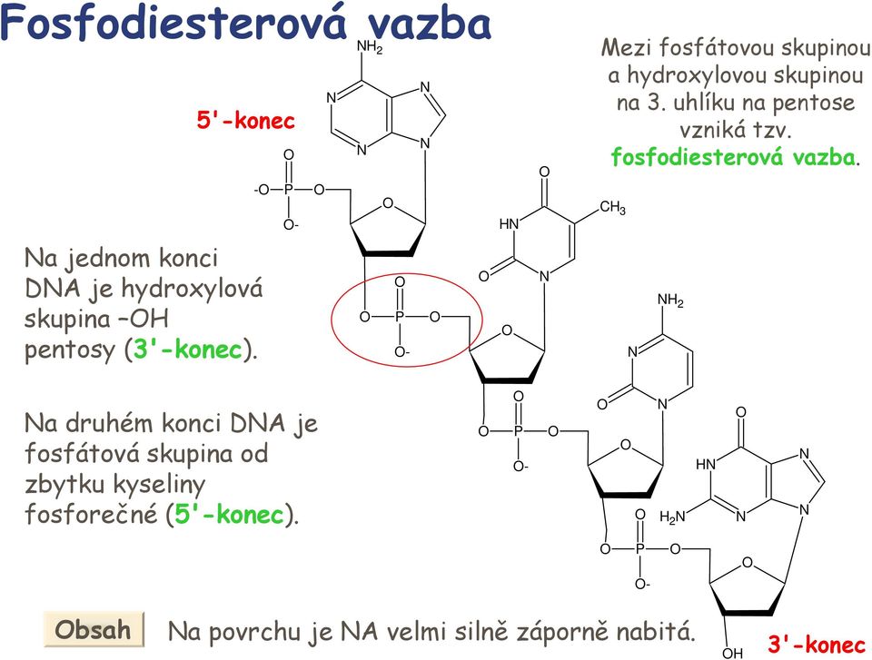 uhlíku na pentose vzniká tzv. fosfodiesterová vazba.