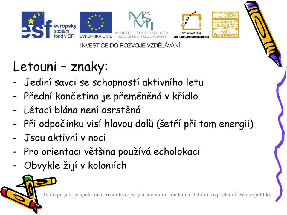 odpočinku visí hlavou dolů (šetří při tom energii) - Jsou aktivní v