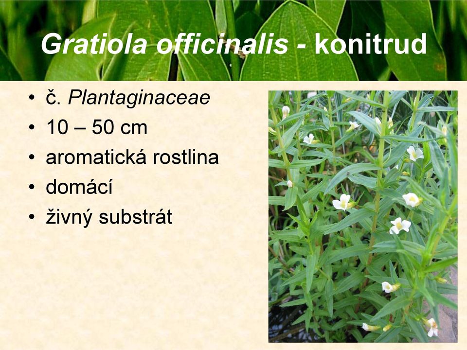 Plantaginaceae 10 50 cm