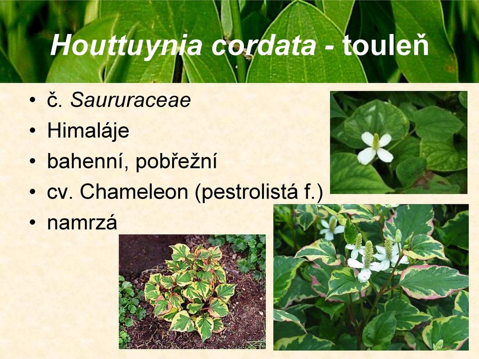 Saururaceae Himaláje