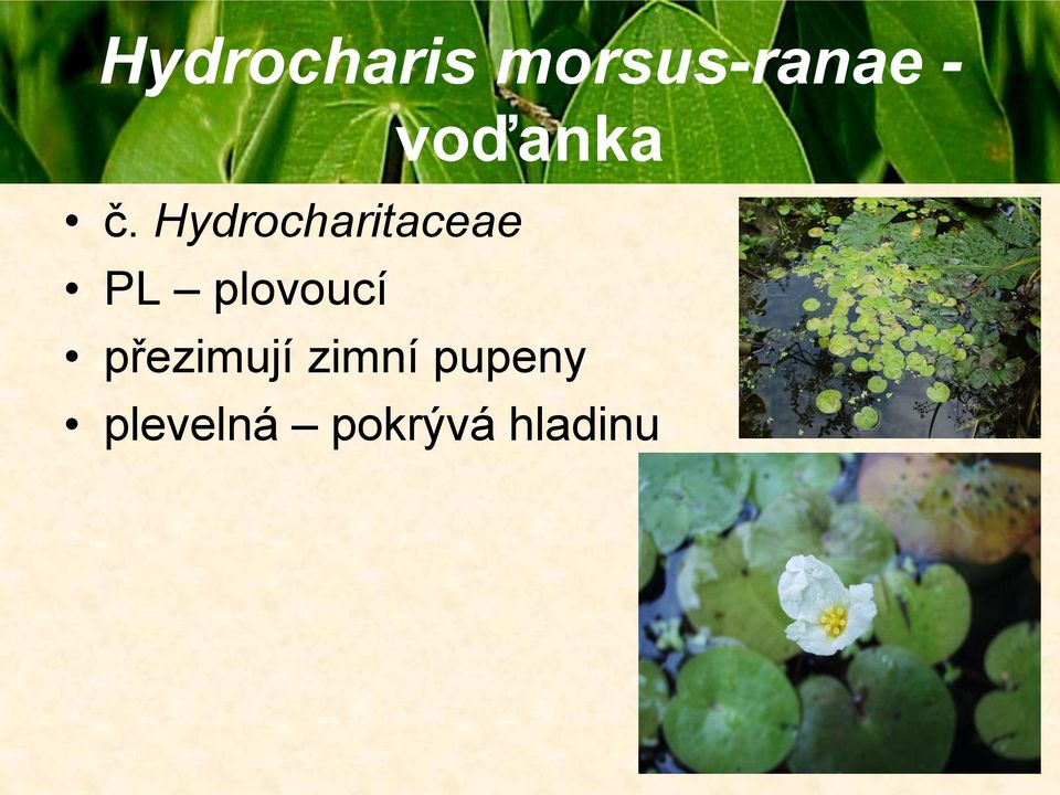 Hydrocharitaceae PL plovoucí