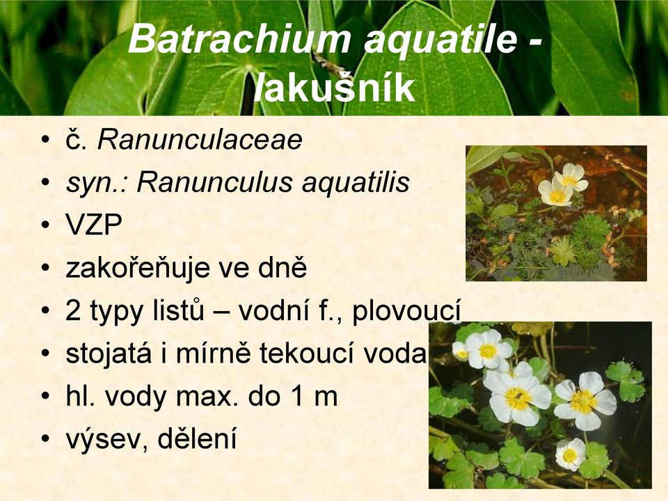 : Ranunculus aquatilis VZP zakořeňuje ve dně 2