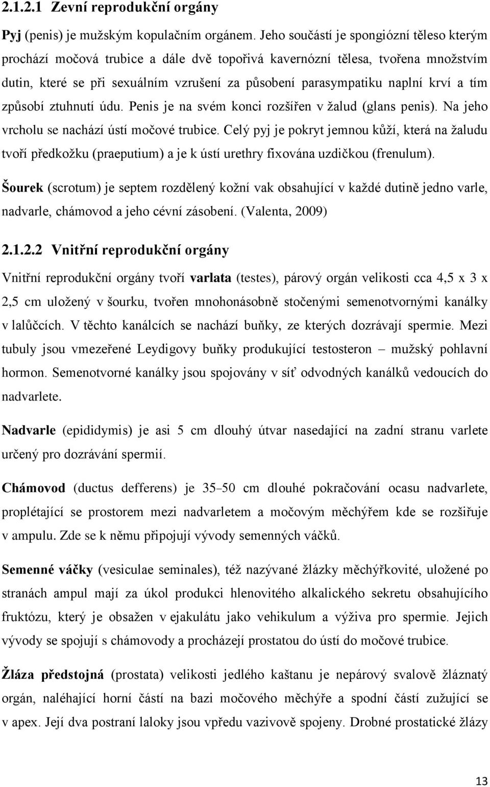 a tím způsobí ztuhnutí údu. Penis je na svém konci rozšířen v žalud (glans penis). Na jeho vrcholu se nachází ústí močové trubice.