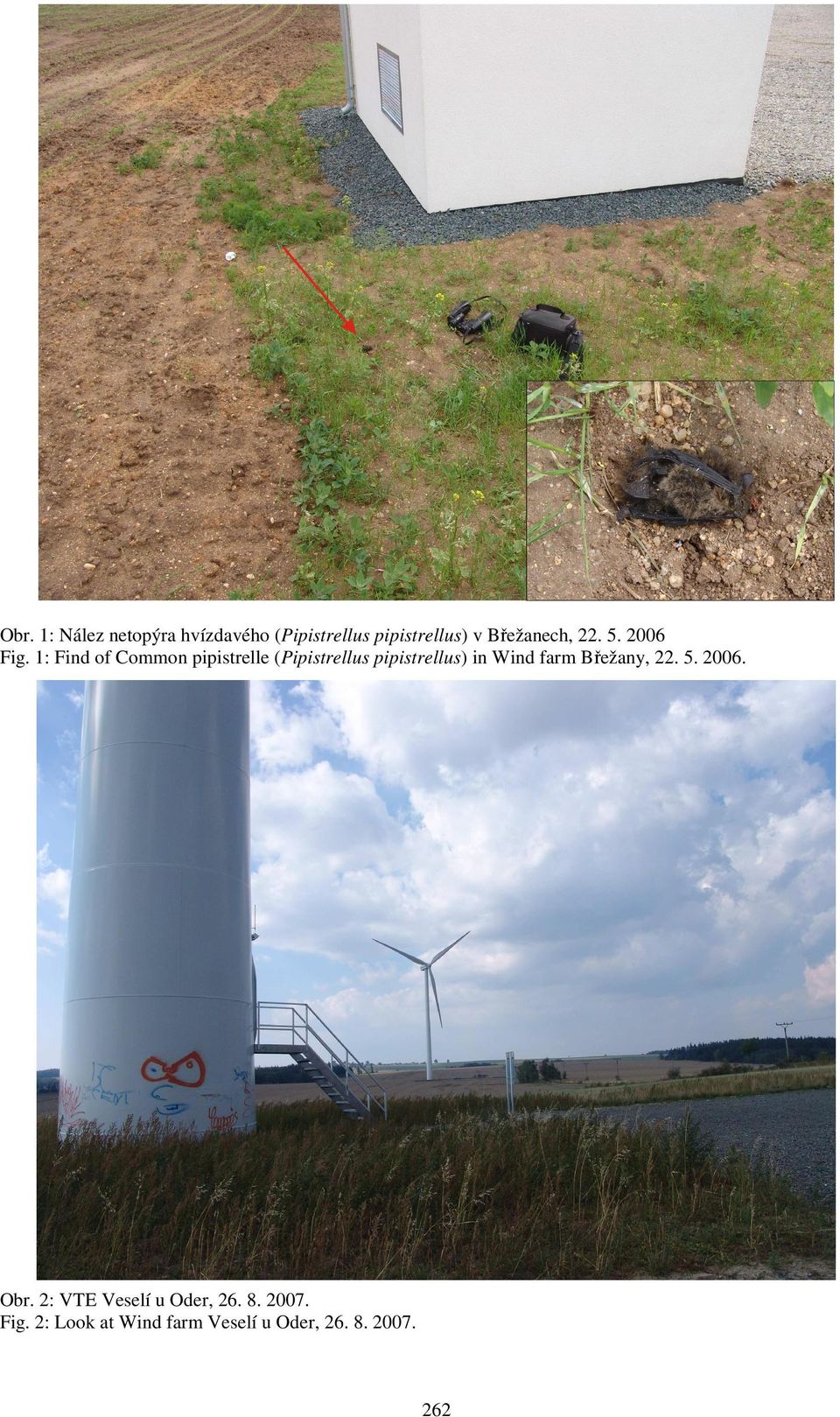 1: Find of Common pipistrelle (Pipistrellus pipistrellus) in Wind farm