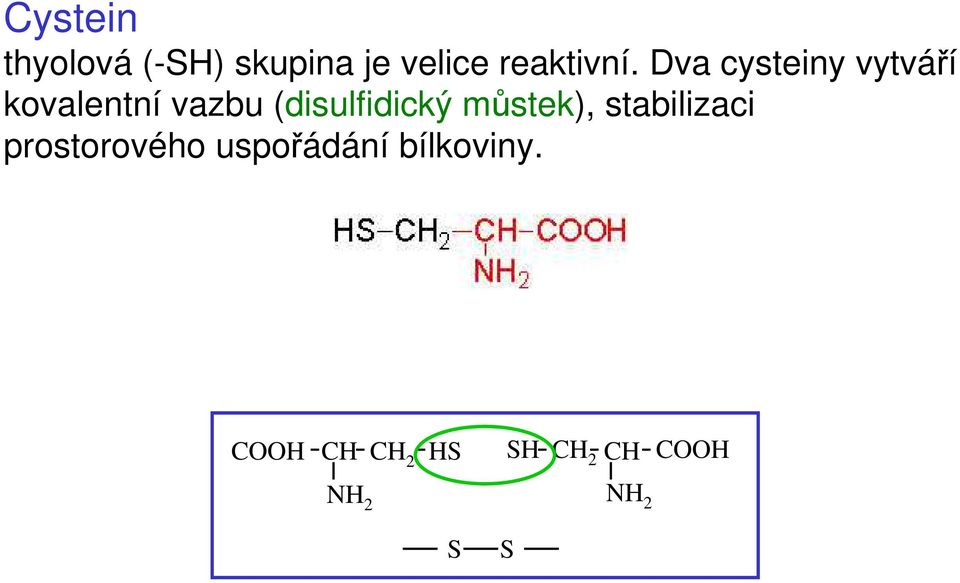 můstek), stabilizaci prostorového uspořádání bílkoviny.