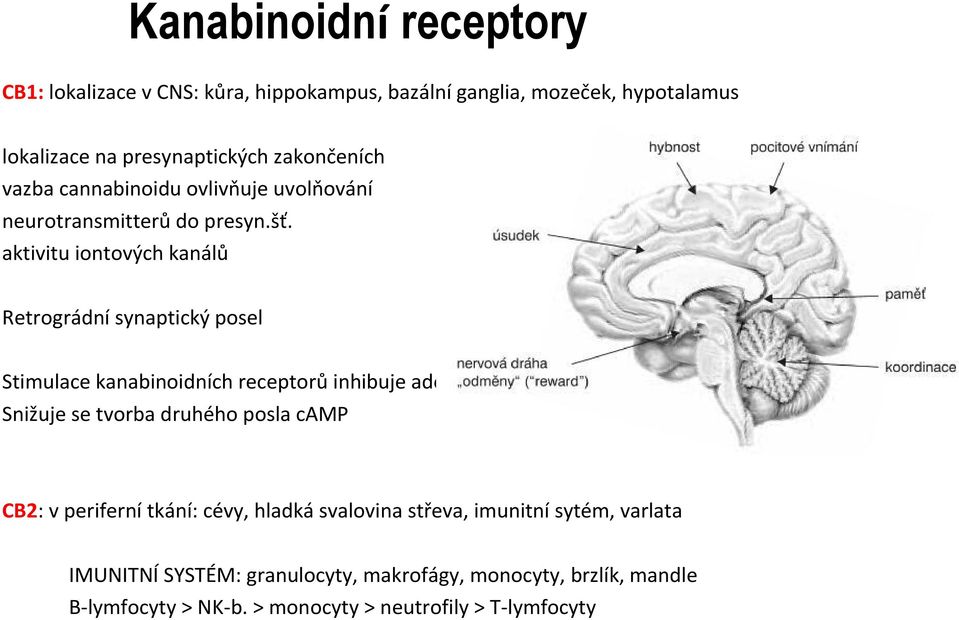 aktivitu iontových kanálů Retrográdní synaptický posel Stimulace kanabinoidních receptorů inhibuje adenylátcyklázu a stimuluje MAP kinázu Snižuje se