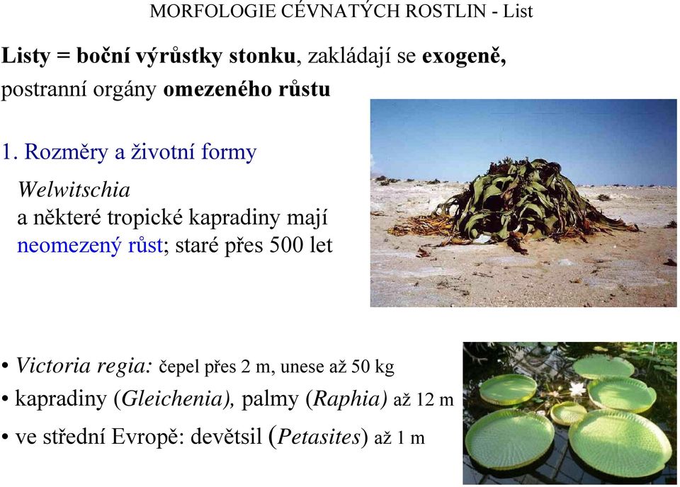 Rozměry a životní formy Welwitschia a některé tropické kapradiny mají neomezený