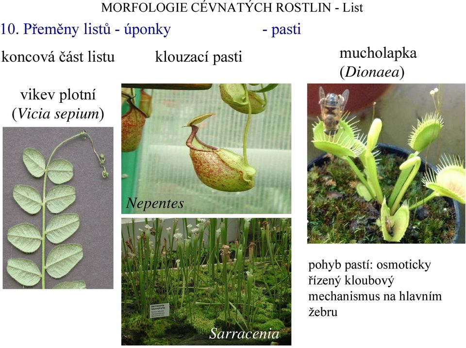mucholapka (Dionaea) Nepentes Sarracenia pohyb