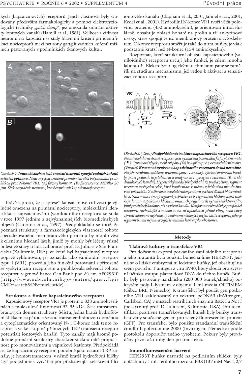 Velikost a citlivost neuronù na kapsaicin se staly hlavními kritérii pøi identifikaci nociceptorù mezi neurony ganglií zadních koøenù míšních pìstovaných v podmínkách tkáòových kultur.