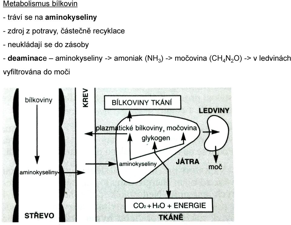 zásoby - deaminace aminokyseliny -> amoniak (NH 3 ) ->