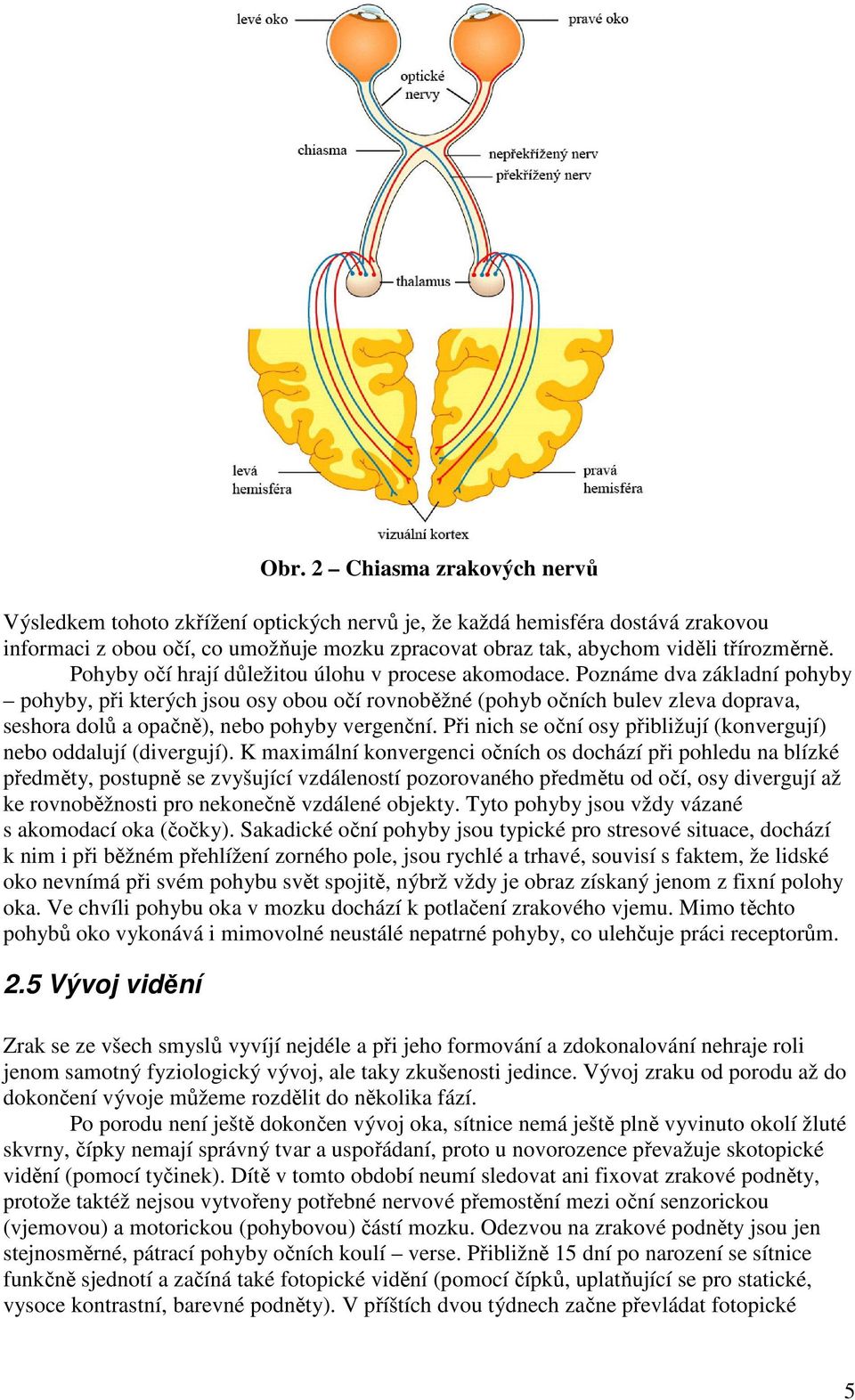 Poznáme dva základní pohyby pohyby, při kterých jsou osy obou očí rovnoběžné (pohyb očních bulev zleva doprava, seshora dolů a opačně), nebo pohyby vergenční.