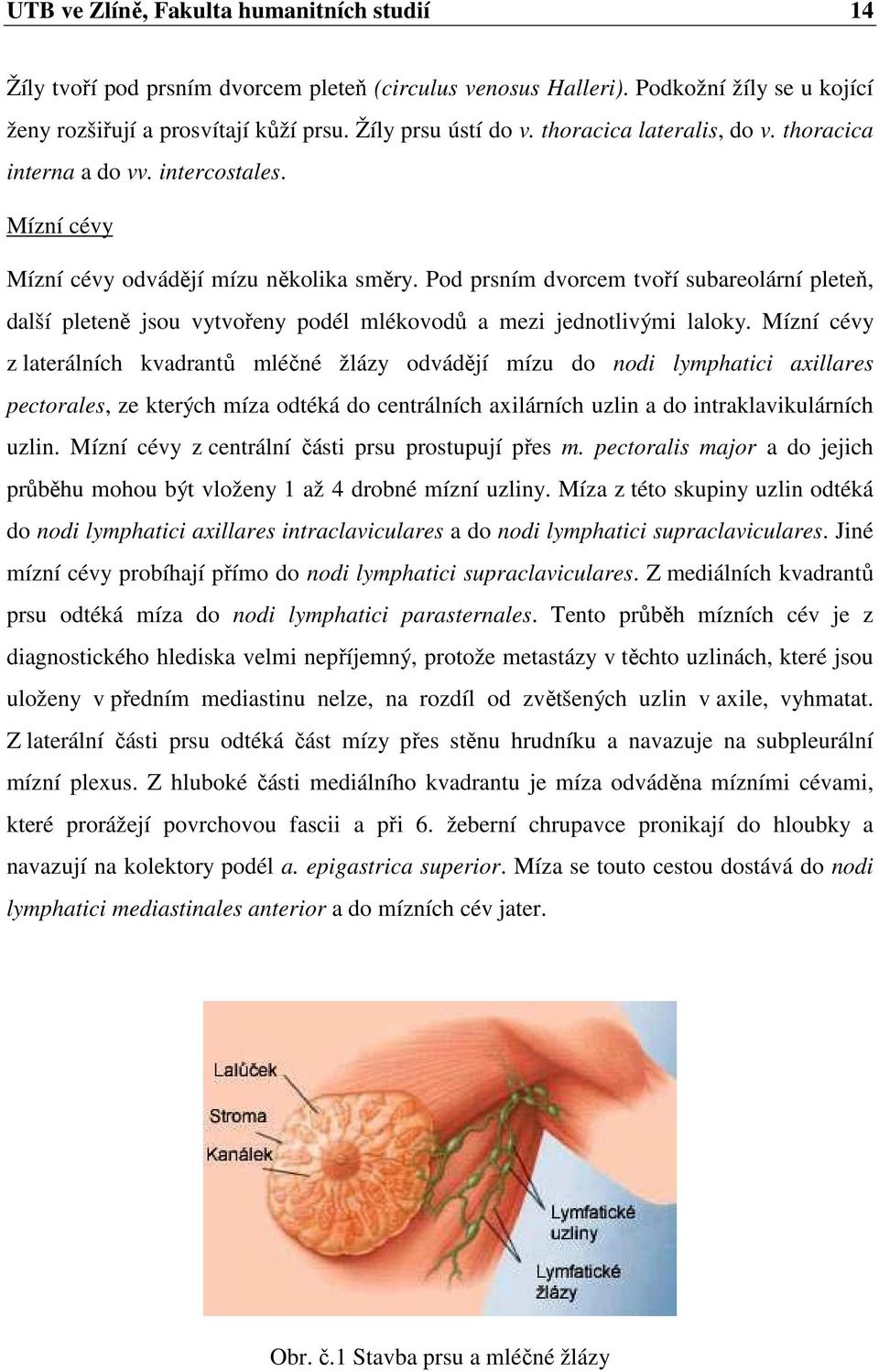 Pod prsním dvorcem tvoří subareolární pleteň, další pleteně jsou vytvořeny podél mlékovodů a mezi jednotlivými laloky.