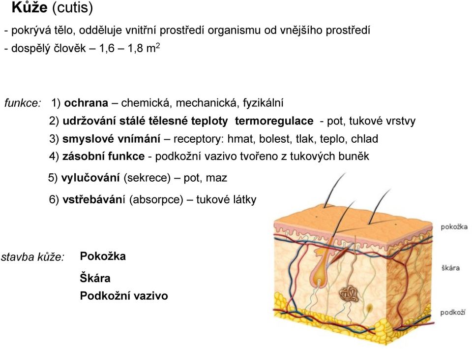 vrstvy 3) smyslové vnímání receptory: hmat, bolest, tlak, teplo, chlad 4) zásobní funkce - podkožní vazivo tvořeno z