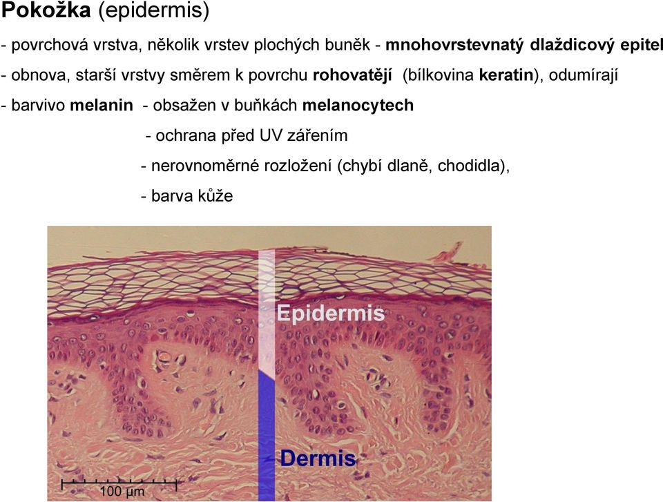 rohovatějí (bílkovina keratin), odumírají - barvivo melanin - obsažen v buňkách