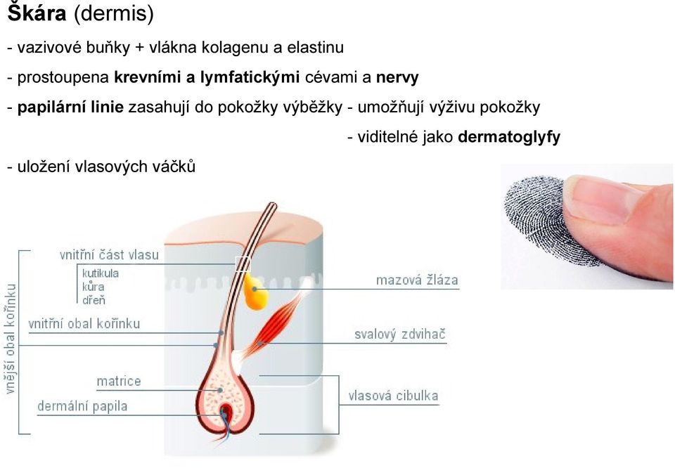 papilární linie zasahují do pokožky výběžky - umožňují