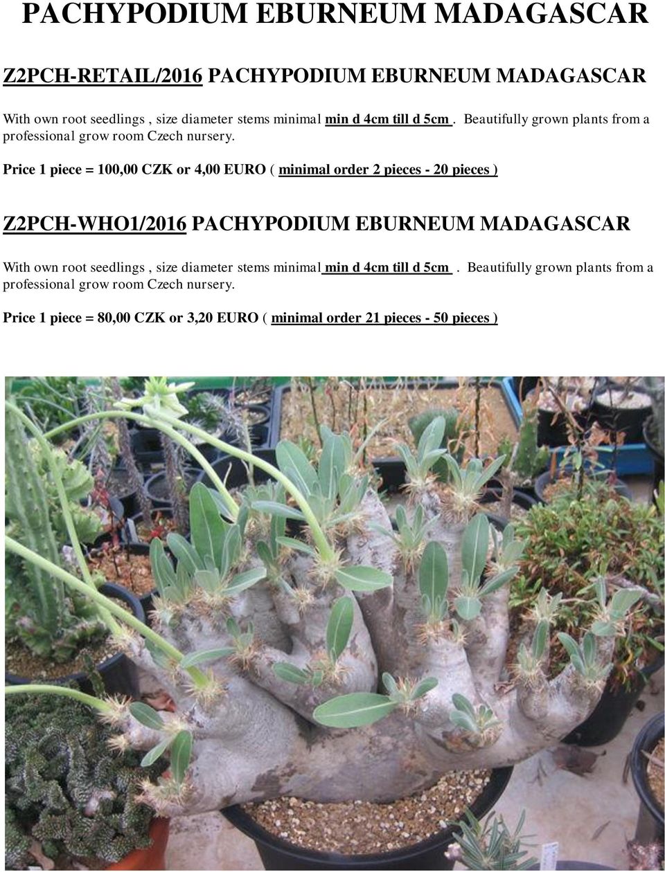 Beautifully grown plants from a Price 1 piece = 100,00 CZK or 4,00 EURO ( minimal order 2 pieces - 20 pieces )