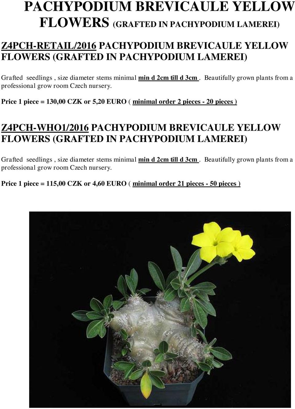 minimal order 2 pieces - 20 pieces ) Z4PCH-WHO1/2016 PACHYPODIUM BREVICAULE YELLOW FLOWERS (GRAFTED
