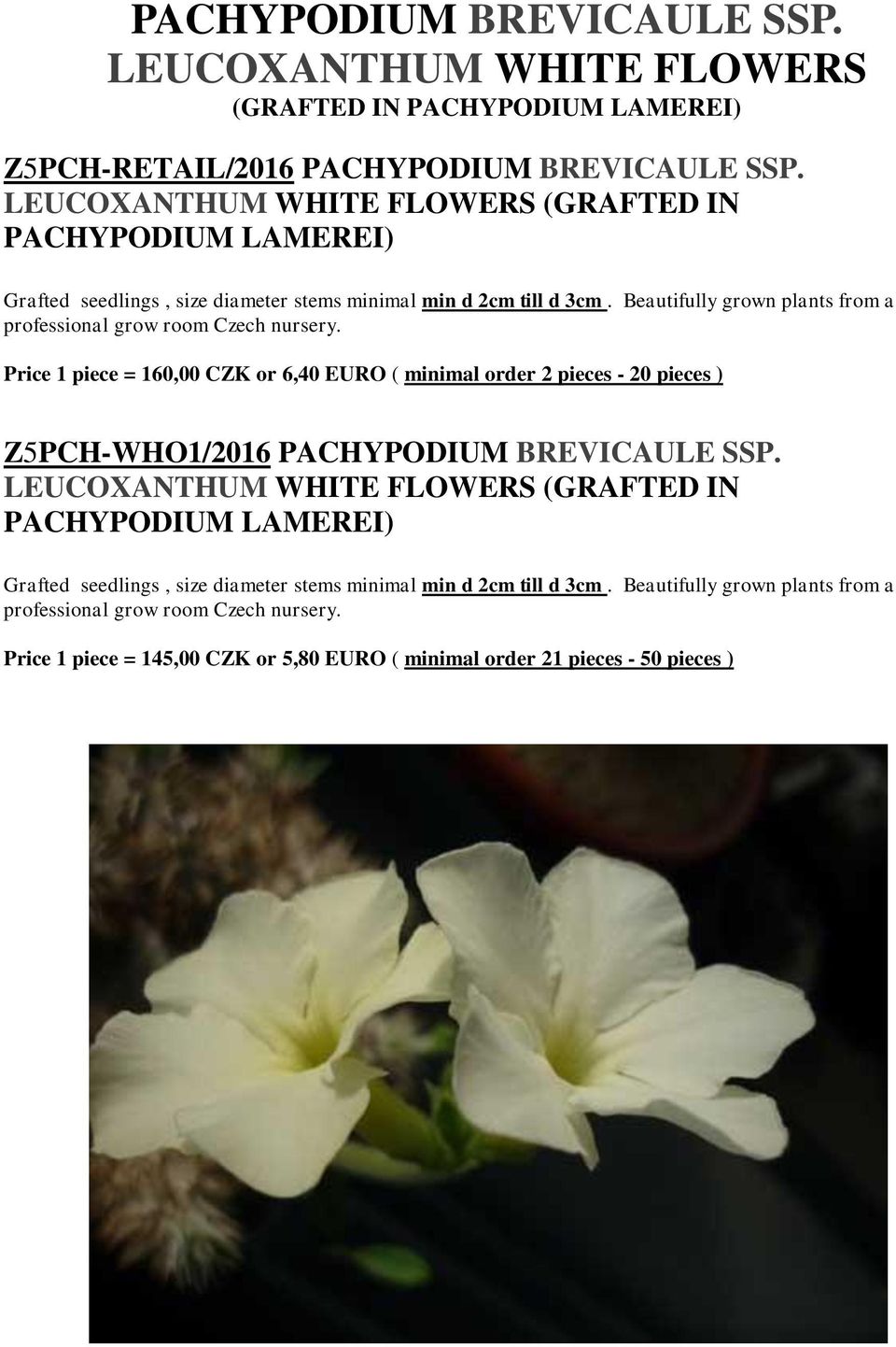 (GRAFTED IN PACHYPODIUM LAMEREI) Price 1 piece = 160,00 CZK or 6,40 EURO ( minimal order 2 pieces - 20 pieces )